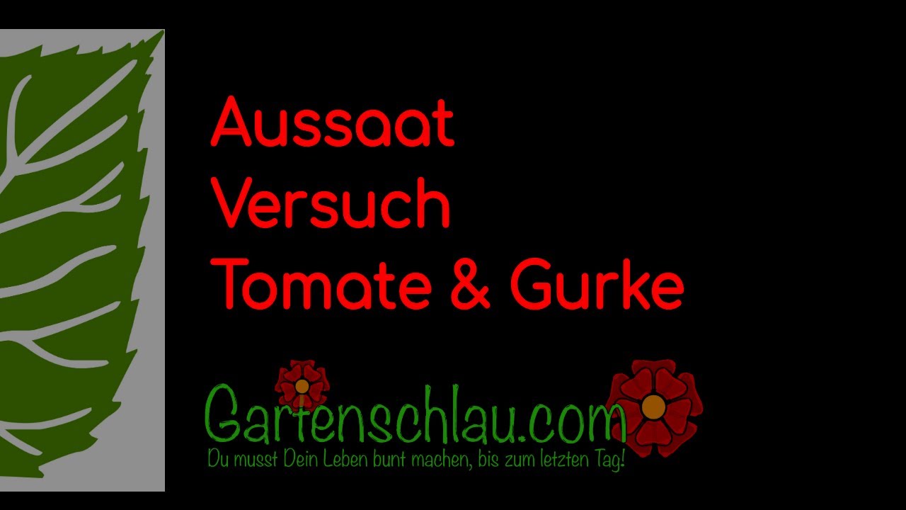 Der Aussaat-Versuch – Können alte Samen erfolgreich sein?