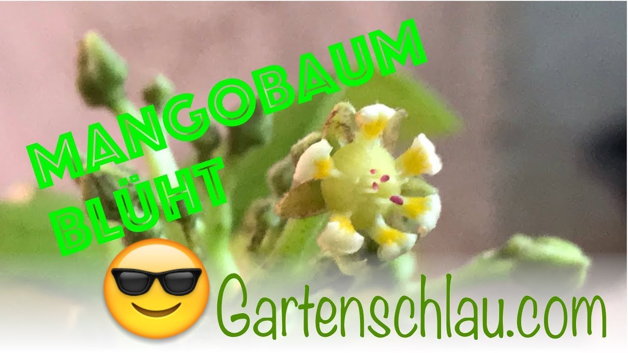 Mangobaum Blüht – Mangos In Deutschland Ernten Möglich? // Gartenschlau.com