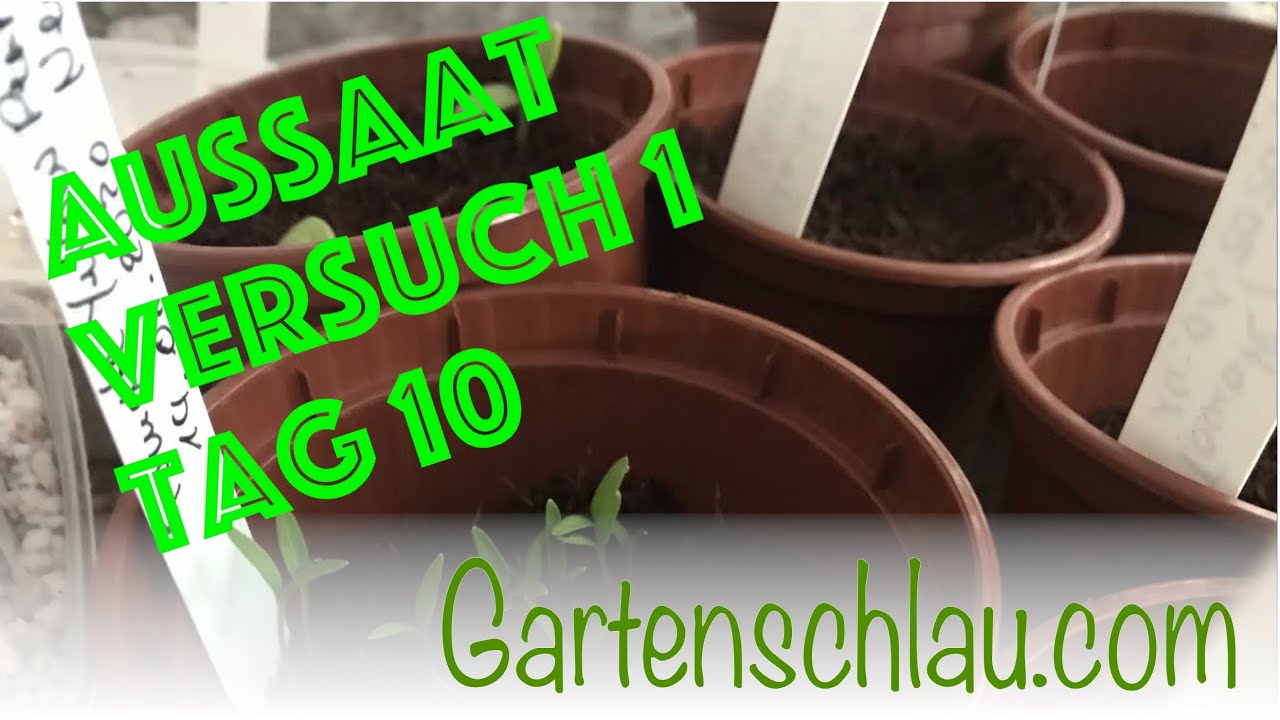 Saatgut-Wunder – 10 Jahre alte Tomaten, Gurken und Basilikum keimen erfolgreich