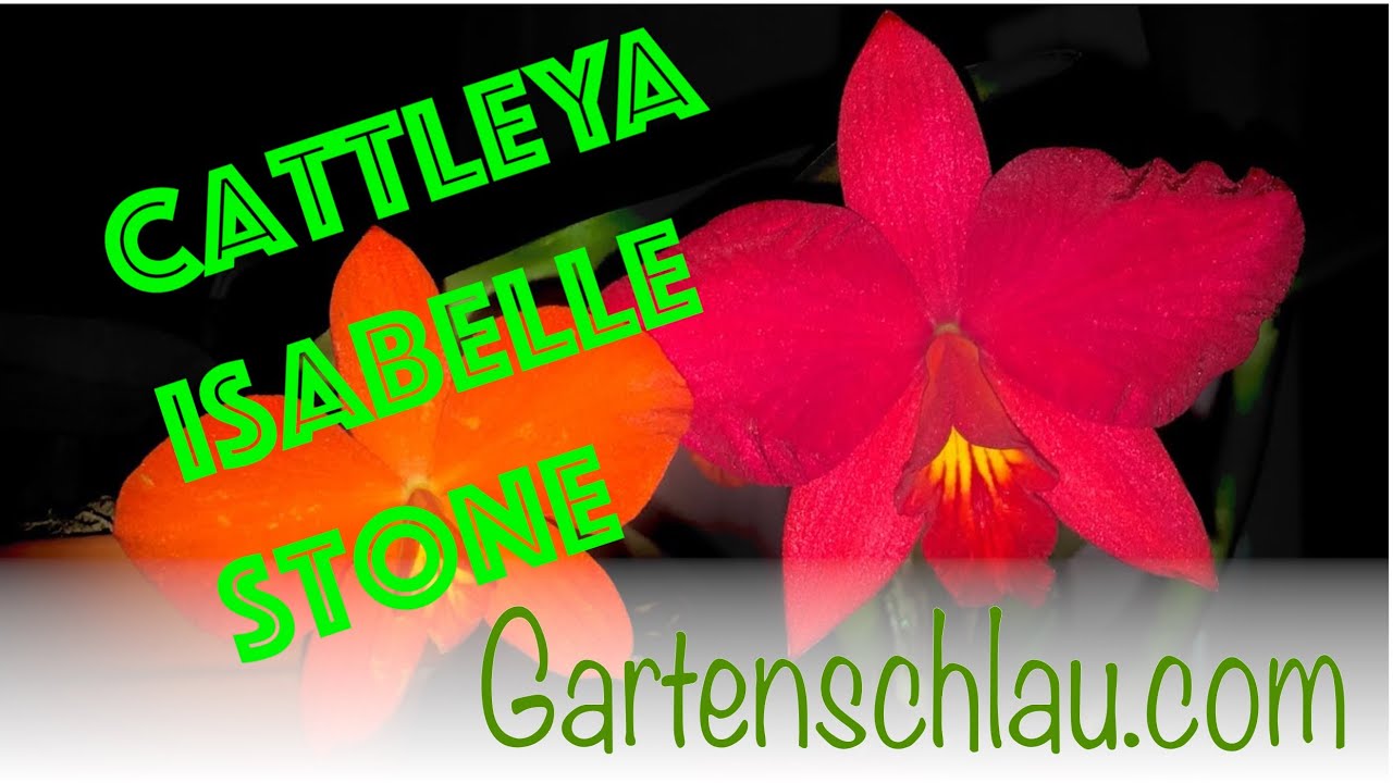 Cattleya Isabelle Stone #92 // Gartenschlau.com
