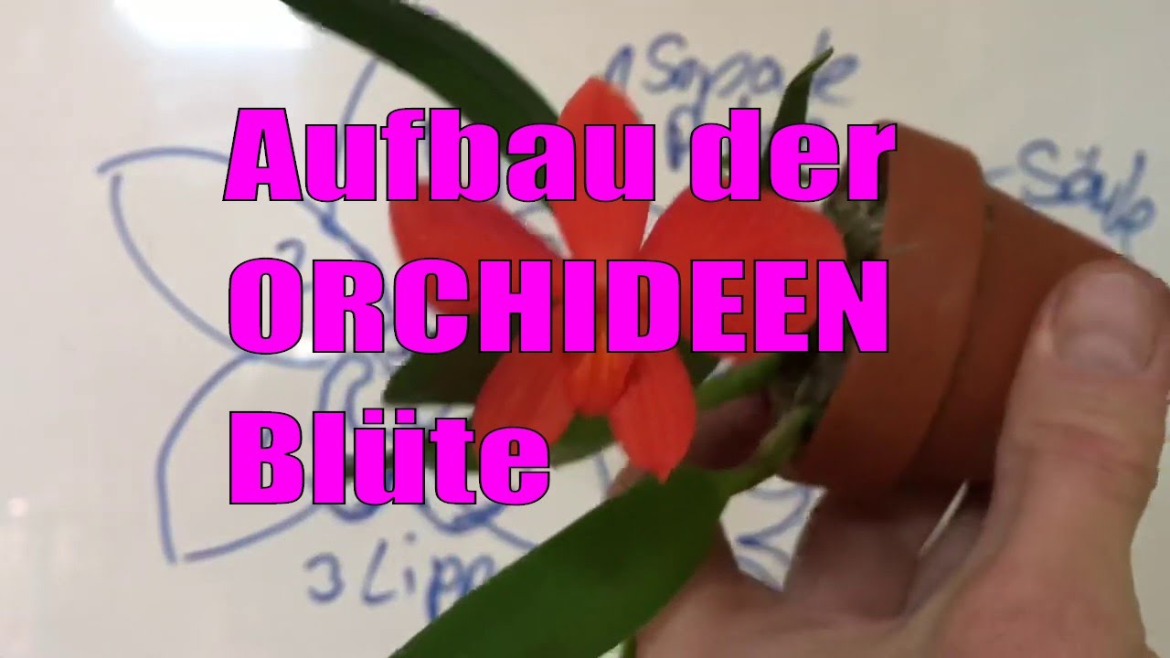 Aufbau einer Phalaenopsis Blüte #94 // Gartenschlau.com