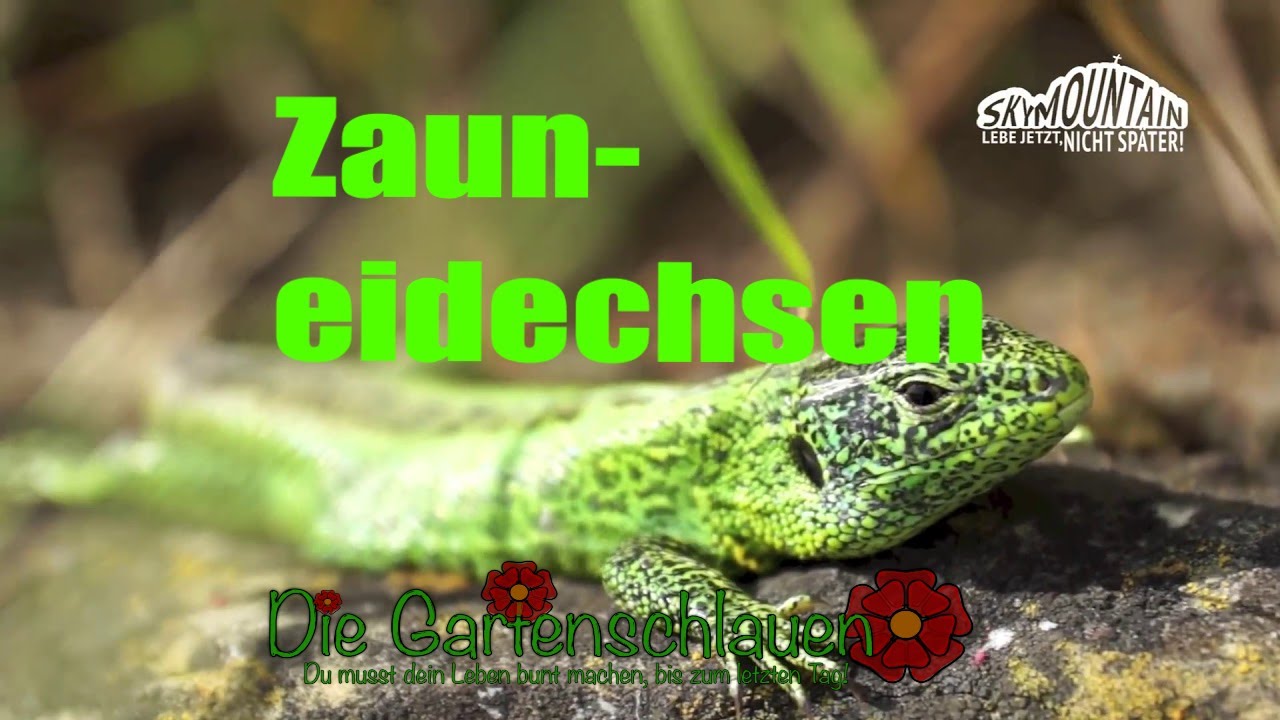 Zauneidechsen – Alles rund um Lacerta agilis – Skymountain unterwegs // Gartenschlau.com