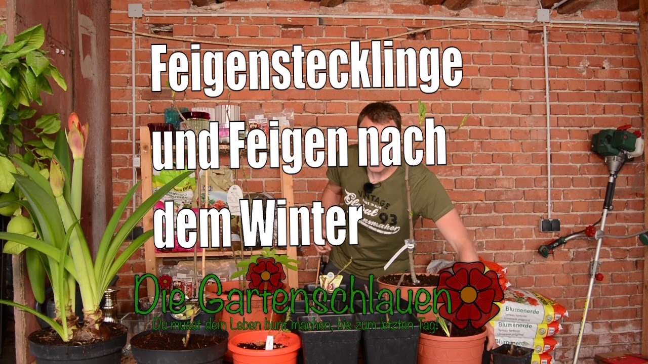 Feigen 🌳 | Stecklinge Und Pflanzen Nach Dem Winter | Www.feigenhof Berglen.de 🌻 // Gartenschlau.com