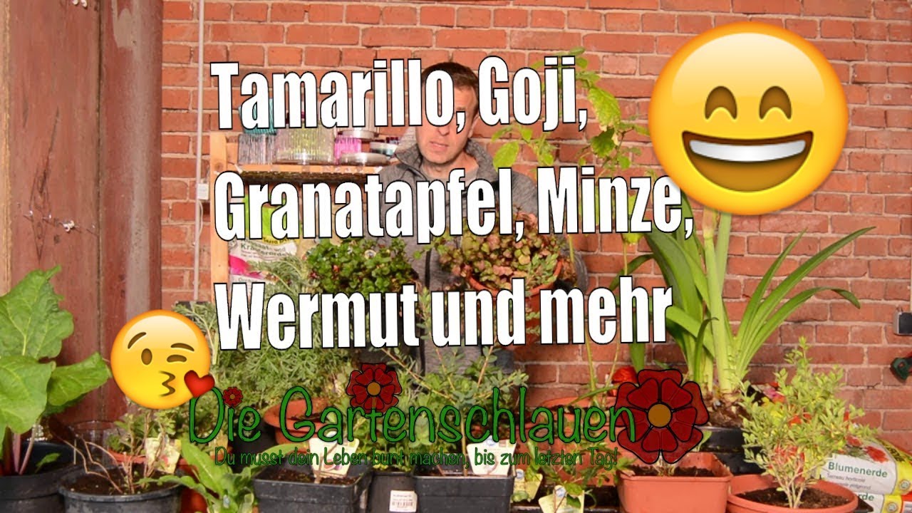 Wermut, Tamarillo und Minze BLUniversum #23 // Gartenschlau.com