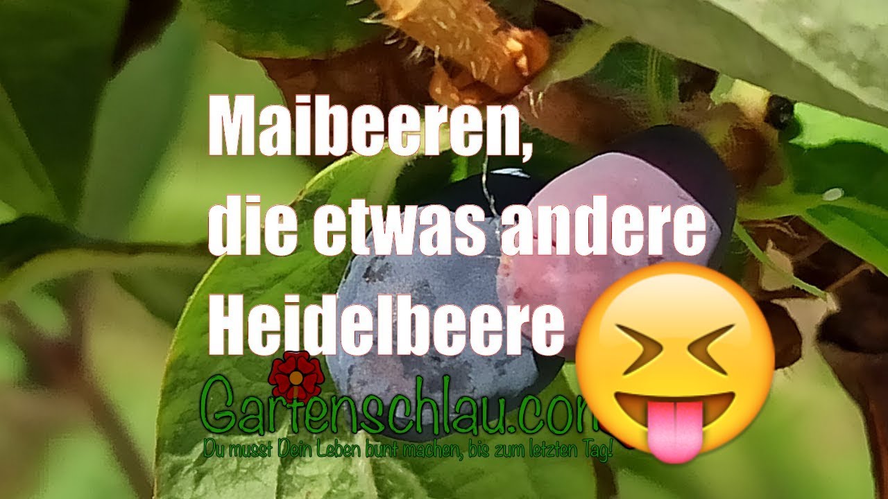 Maibeeren Reifen Mitte Mai Honeyberry Huckleberry Honigbeere // Gartenschlau.com