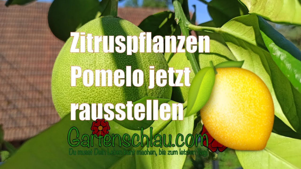 So pflegst du deine Zitruspflanzen richtig: Tipps für die Pomelo nach den Eisheiligen