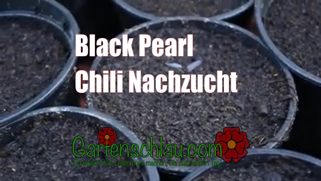 Black Pearl Chili Wilde Aussaat, Gewürze Peperoni Oase // Gartenschlau.com