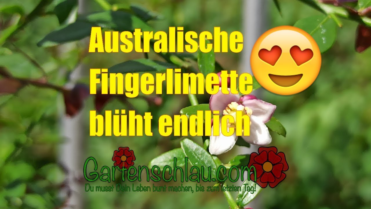 Australische Fingerlimette endlich Blüten Caviar Limette // Gartenschlau.com
