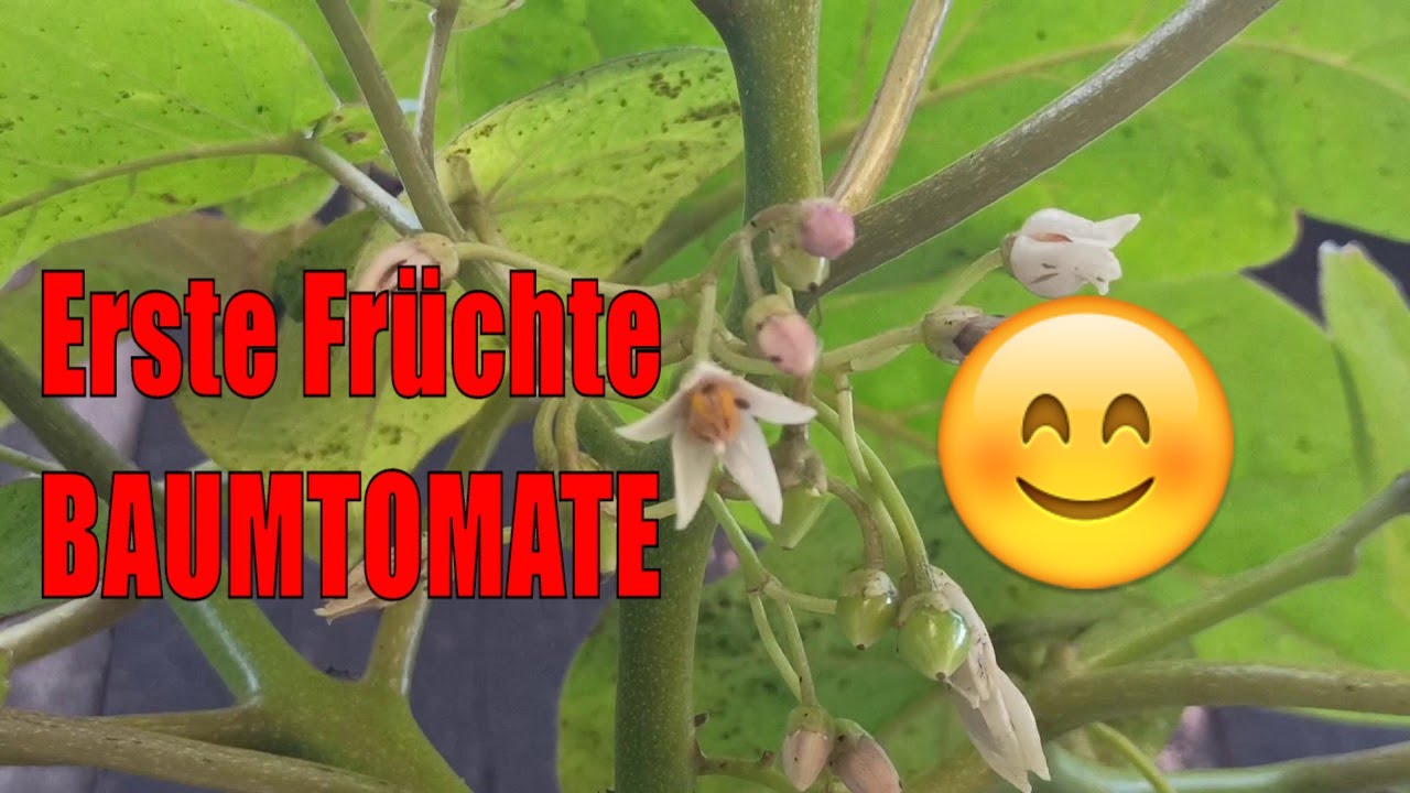 Baumtomate / Tamarillo (cyphomandra Betacea) Die Ersten Früchte Sind Da // Gartenschlau.com