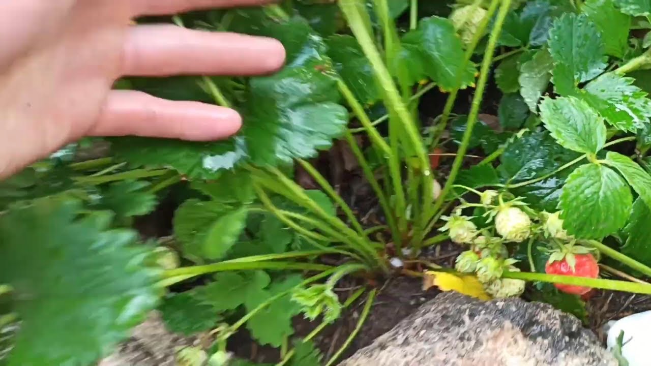 Erdbeeren: Maximiere deine Ernte im Freiland