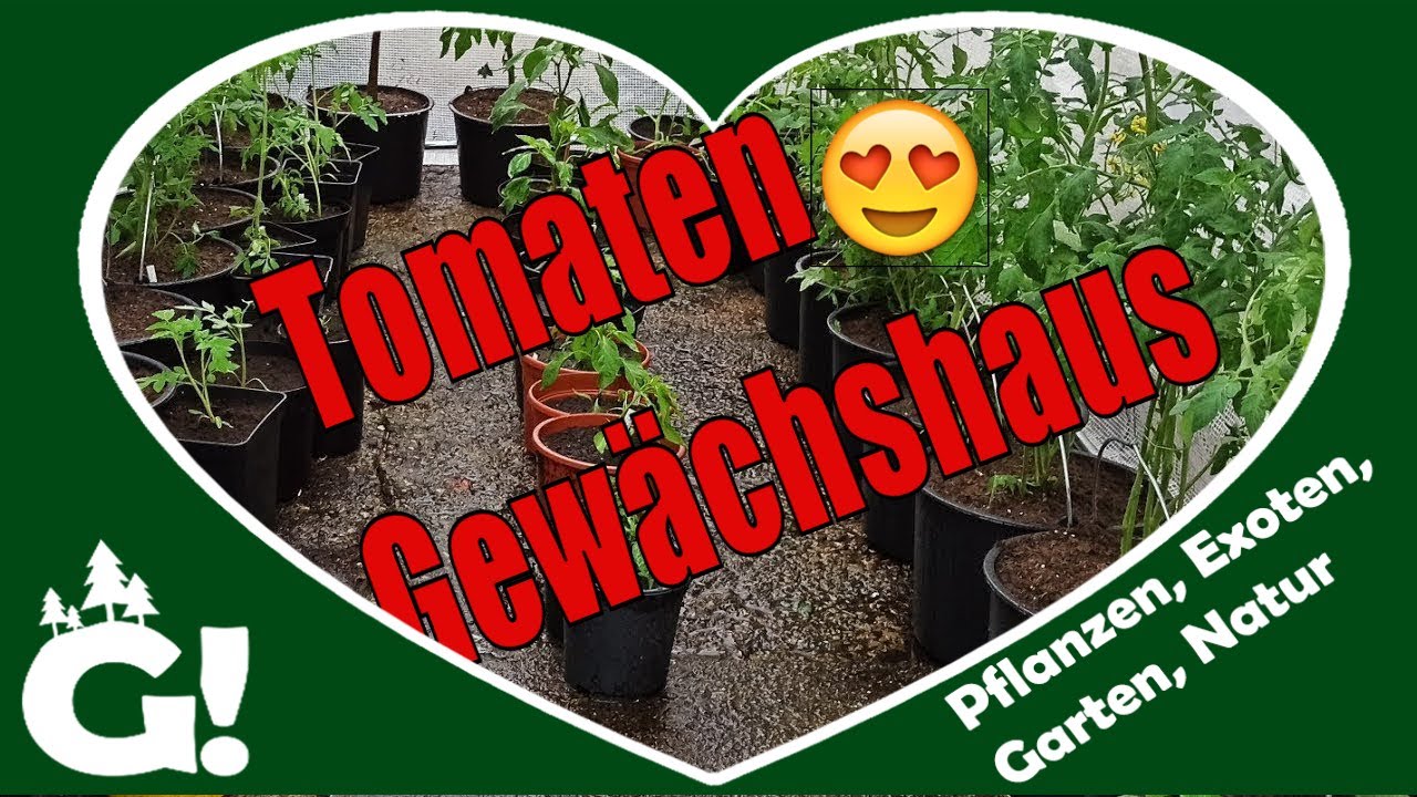 Tomaten Gewächshaus bepflanzt – Papaya Pflanzen rausstellen // Gartenschlau.com