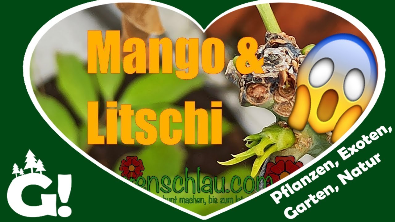 Mango und Litschi Veredelte Bäume Mangobaum Litschibaum // Gartenschlau.com