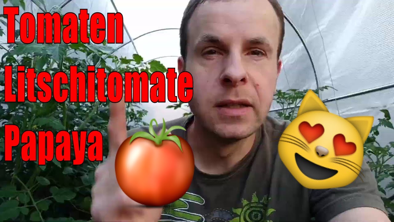 Tomaten Im Gewächshaus Es Blüht Und Fruchtet // Gartenschlau.com