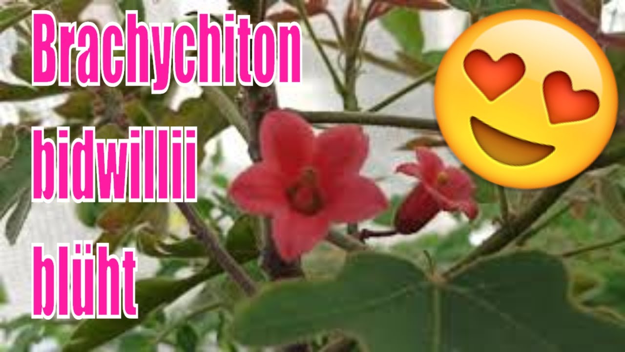 Brachychiton bidwillii blüht, somit bestes Geburtstags Timing malvaceae // Gartenschlau.com