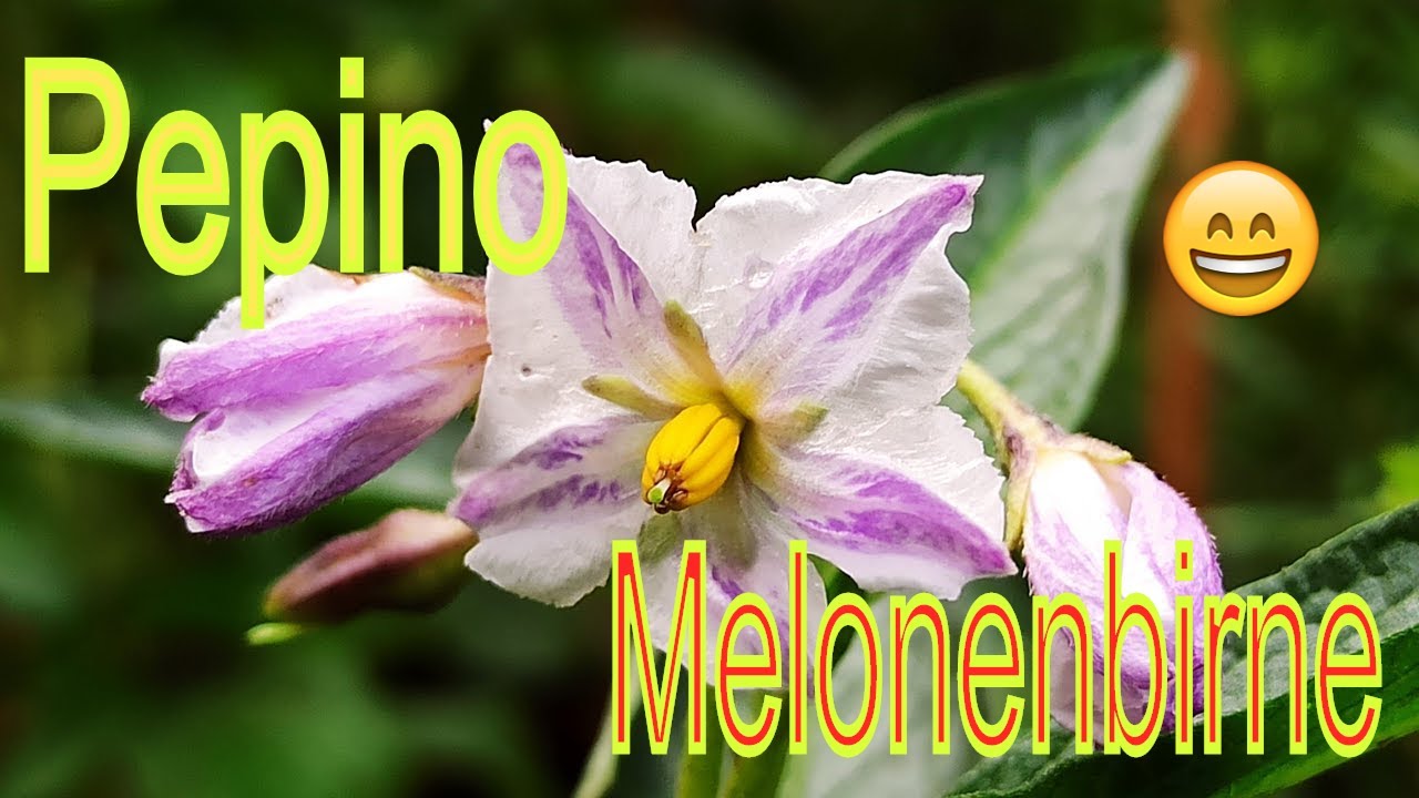 Pepino Melonenbirne Solanum muricatum blüht und fruchtet // Gartenschlau.com