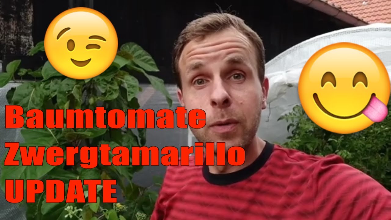 Baumtomate 🌳 🍅 Zwergtamarillo Tamarillo das lang erwartete Update // Gartenschlau.com