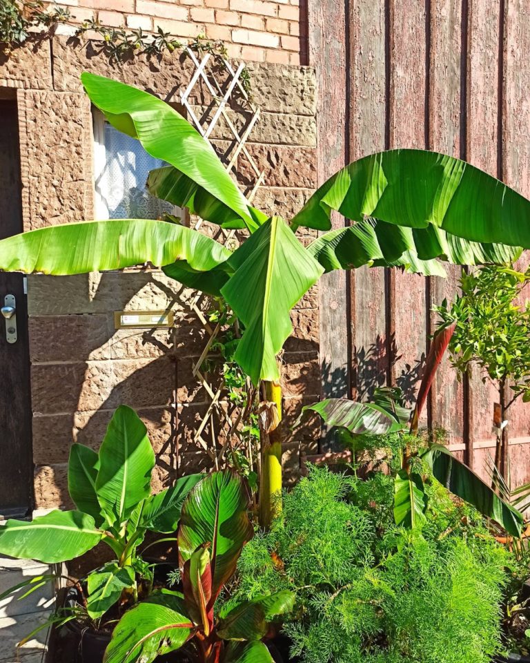 Die japanische Faserbanane erobert die Gärten