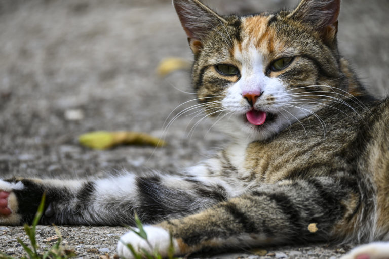 Fotografieren im Garten