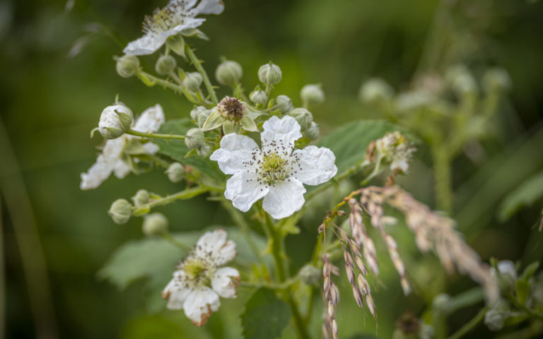 Neue Produkte bei BLU