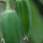 Papaya: Kultur und Pflege
