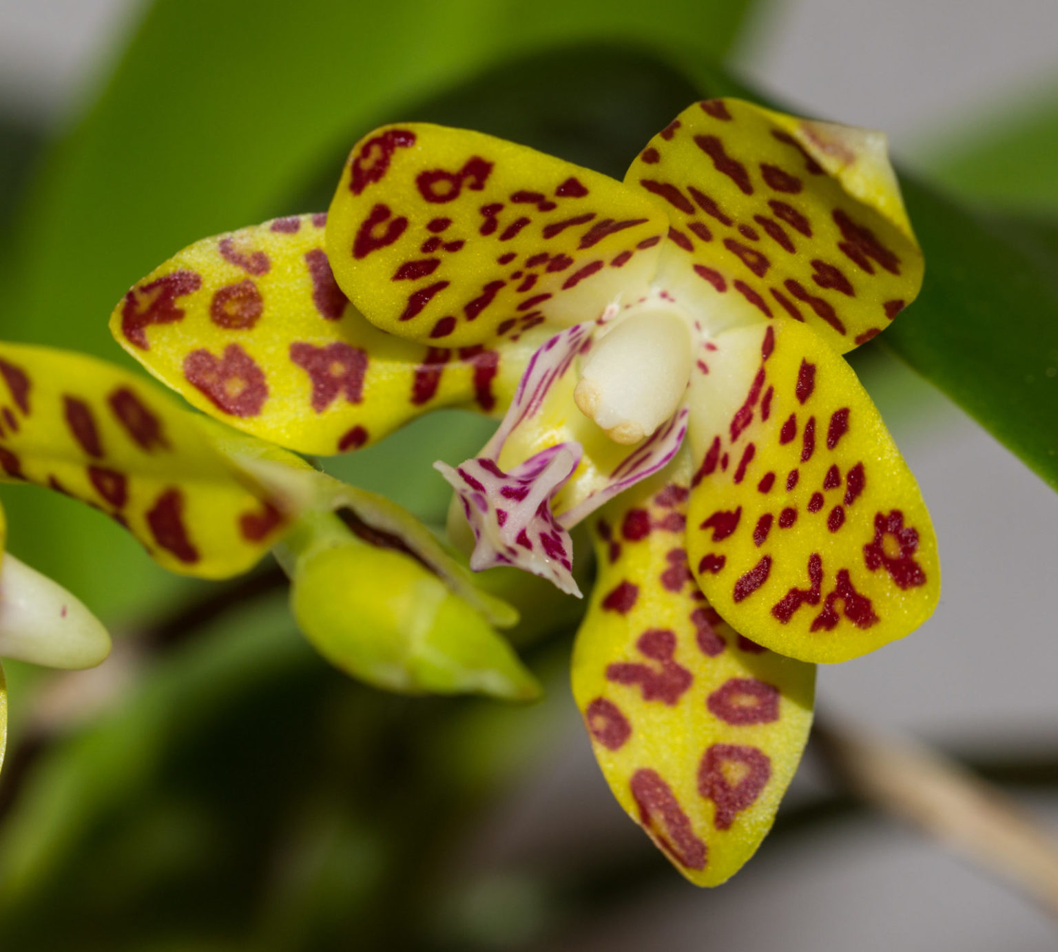 Phalaenopsis Tropicalgreen.de