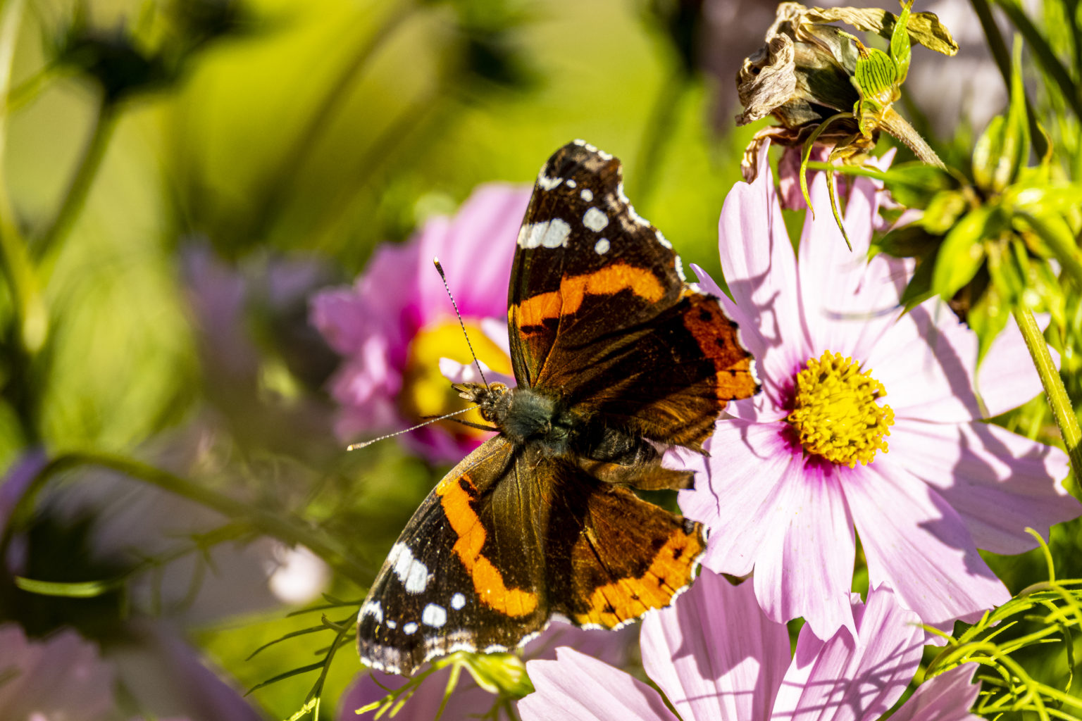 Blumen Samen für den Garten: TOP 10 Lieblings-Blumen 2024