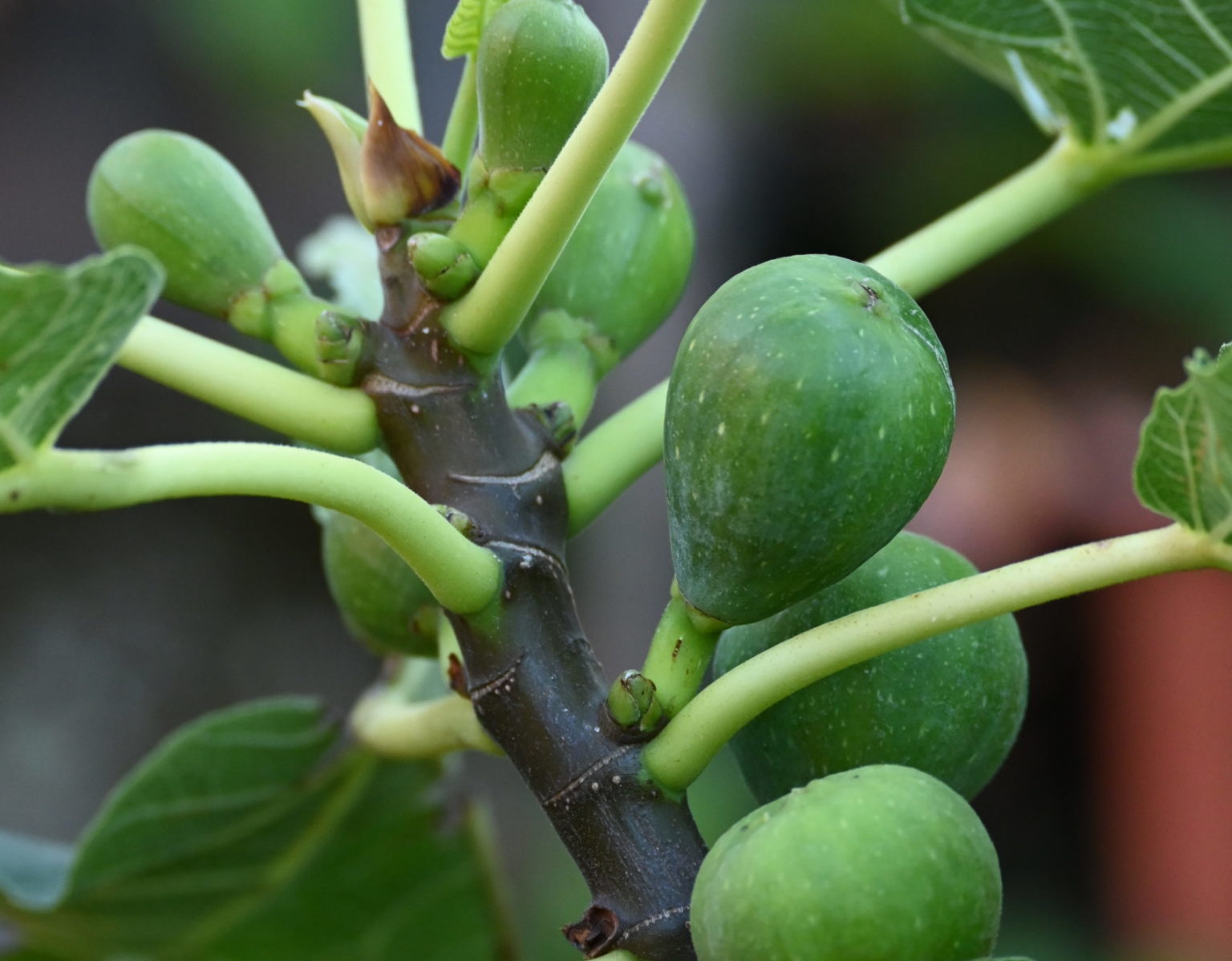 Feigenbaum pflanzen: Winterharte Sorten für den Garten