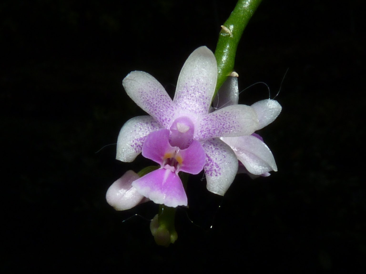 Phalaenopsis Tropicalgreen.de