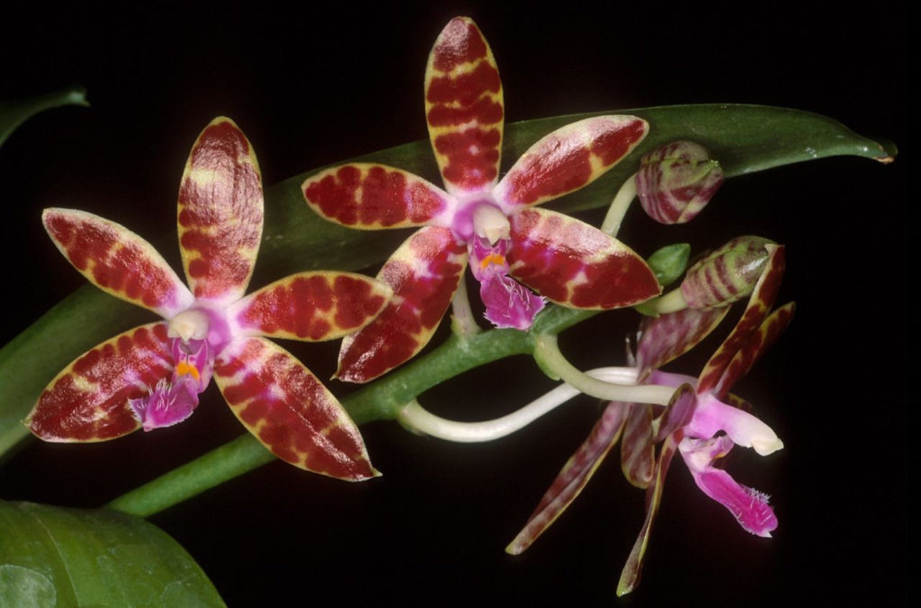 Phalaenopsis Naturformen