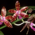 Phalaenopsis Naturformen