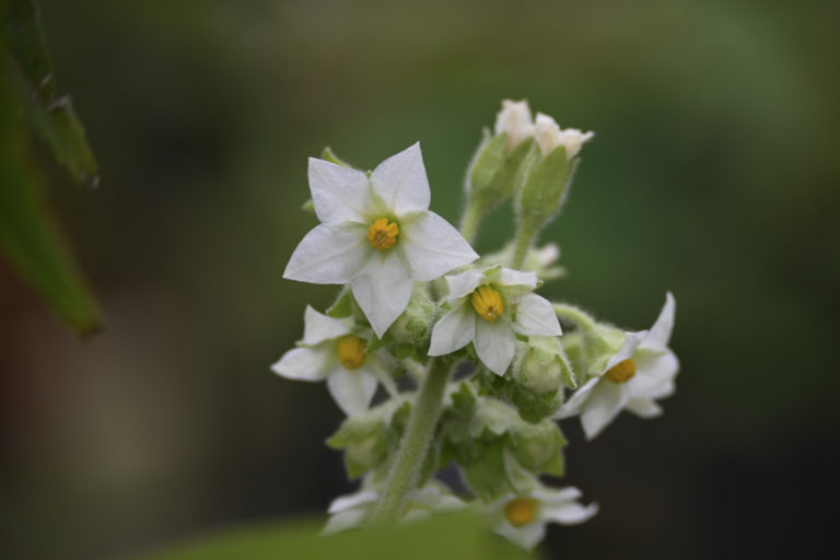 Gärtnerei Blu-Blumen GbR