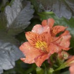 Alstroemeria – Inka-Lilien