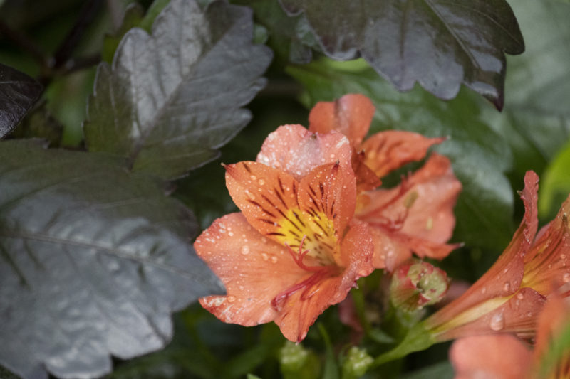 Alstroemeria – Inka-Lilien