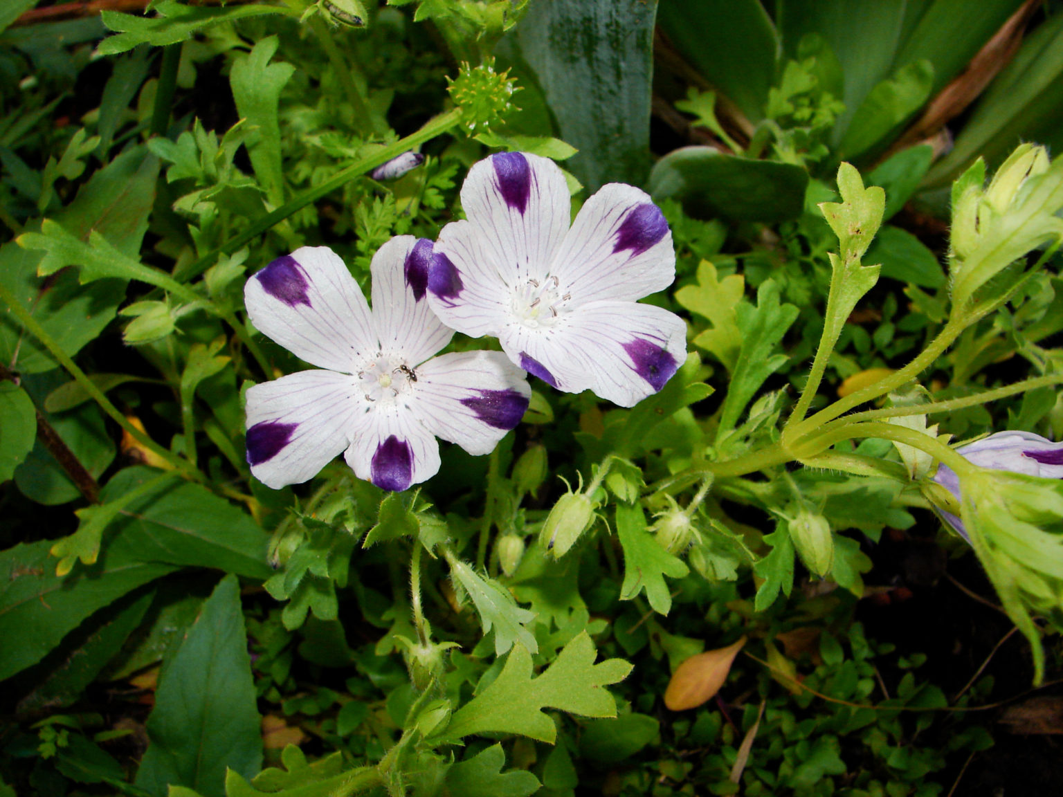 Liebeshainblume pflanzen: Nemophila maculata im Garten