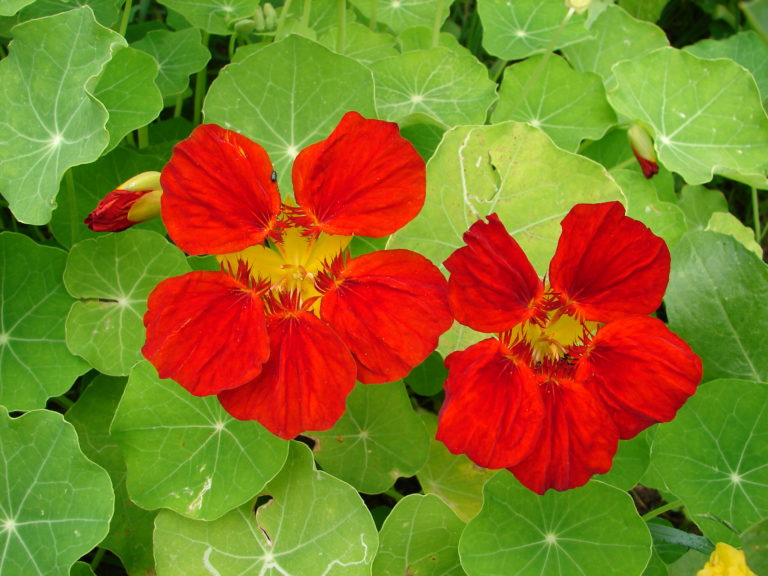 Kapuzinerkresse – Tropaeolum