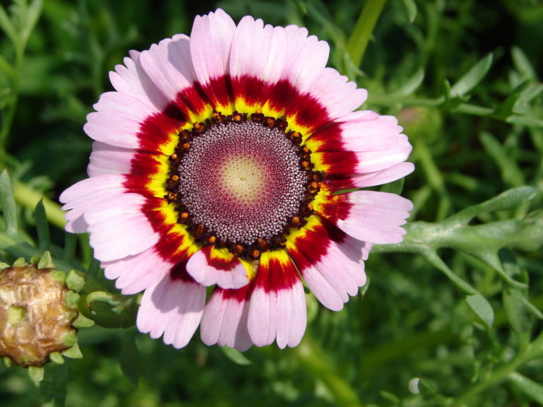 Wucherblumen (Ismelia syn. Tanacetum)