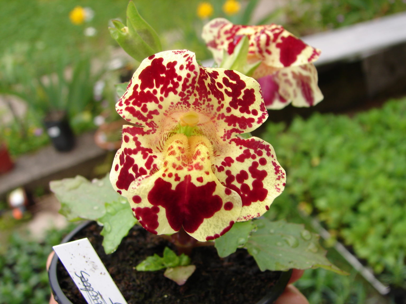 Gauklerblume aussäen - Mimulus richtig ziehen & pflegen