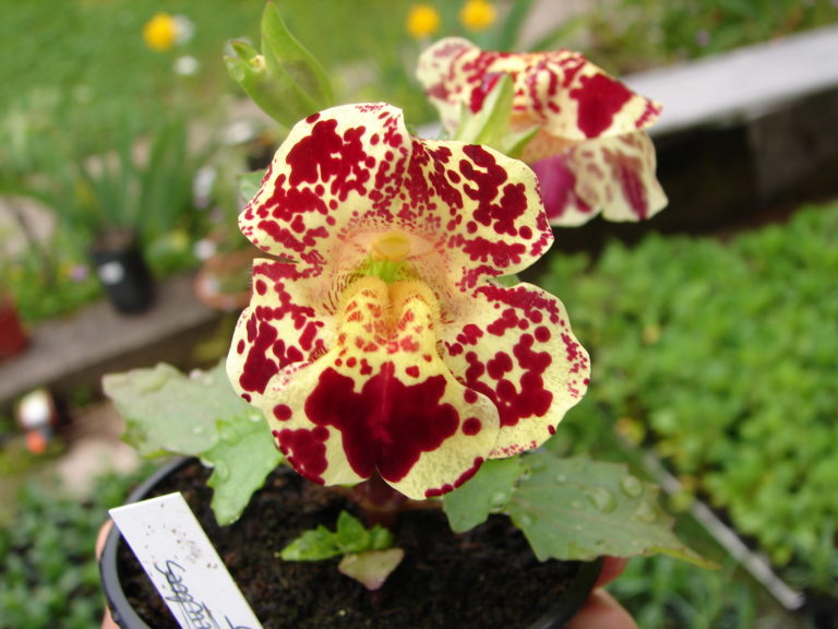 Gauklerblume selbst ziehen