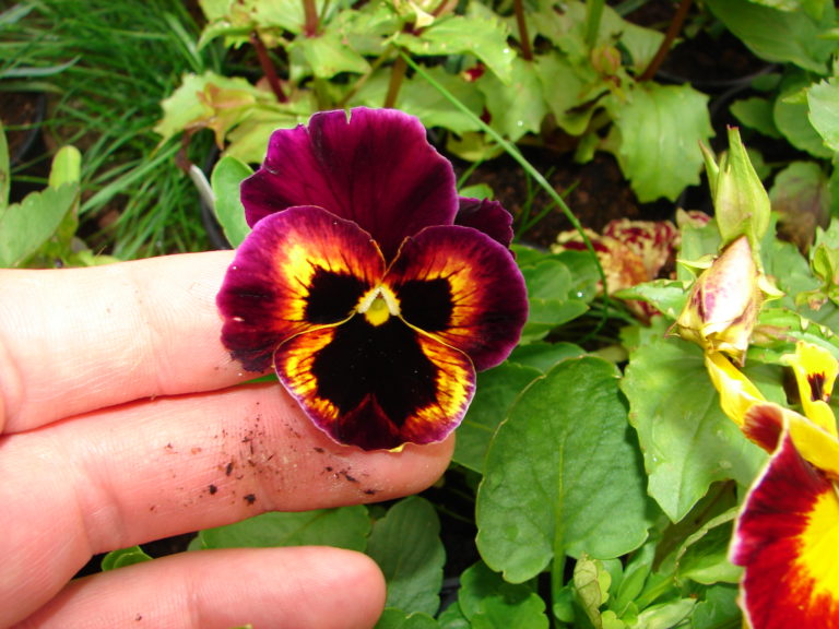 Stiefmütterchen/Viola