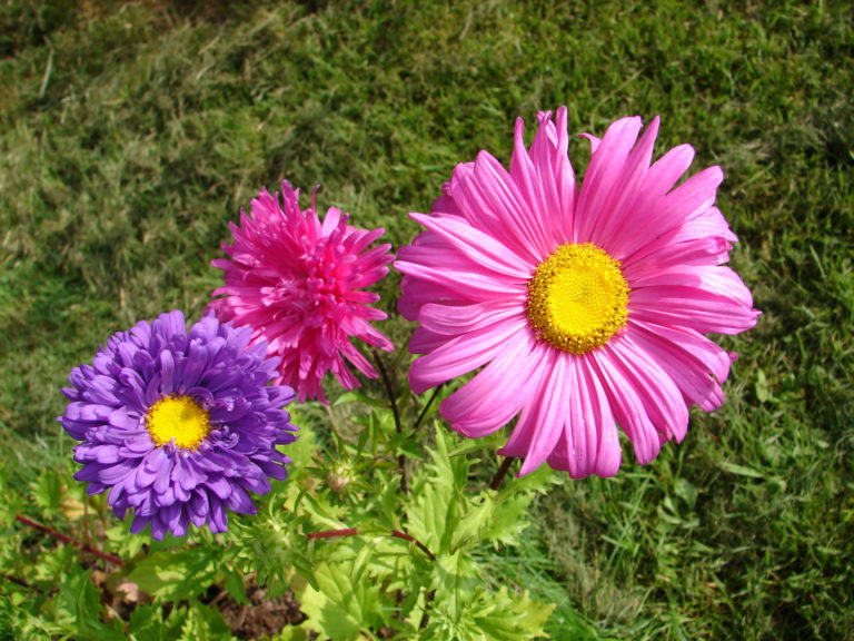 Astern aus Samen ziehen