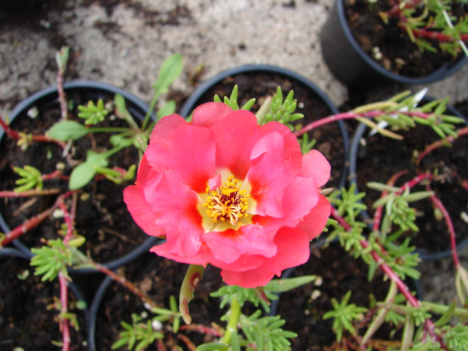 Portulakröschen pflanzen und pflegen - Tipps für bunte Blüten
