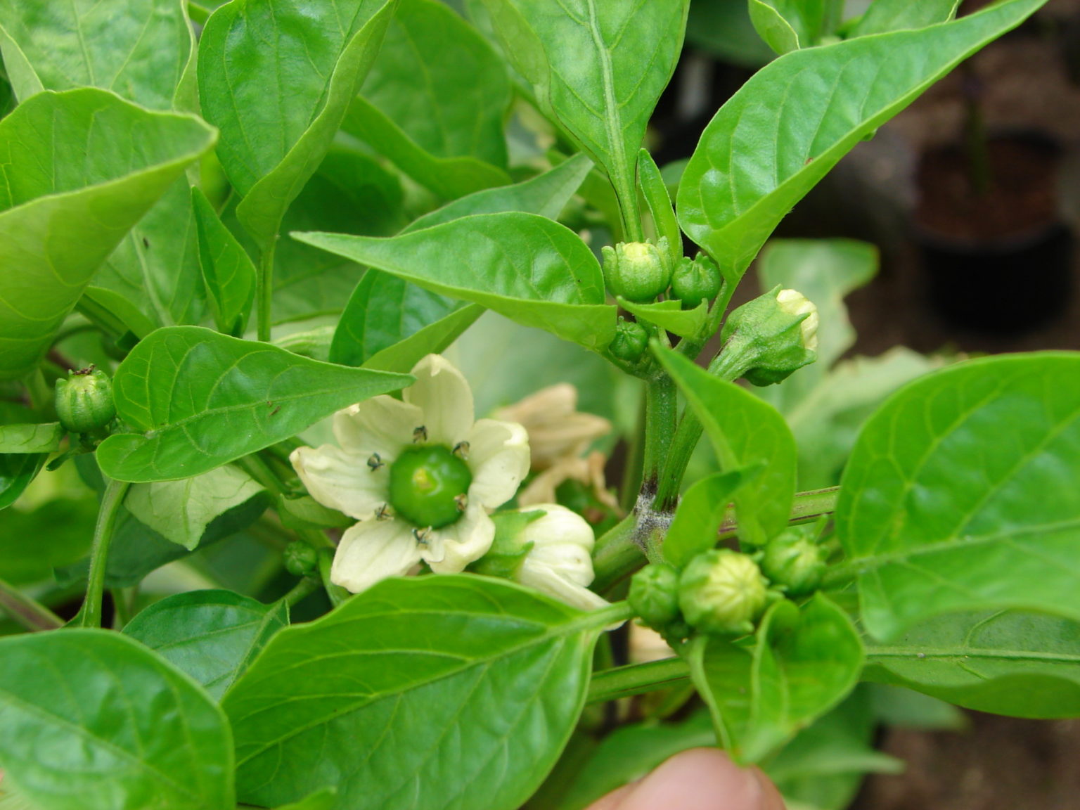Weiße Chili Sorten 2022 - 13 seltene weiße Chilis anbauen