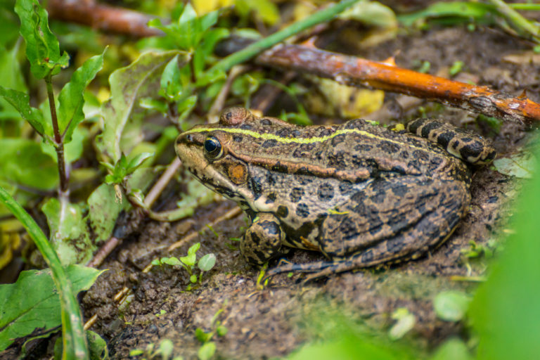 Ich gestehe, ich kam dem Unkraut nicht mehr hinterher