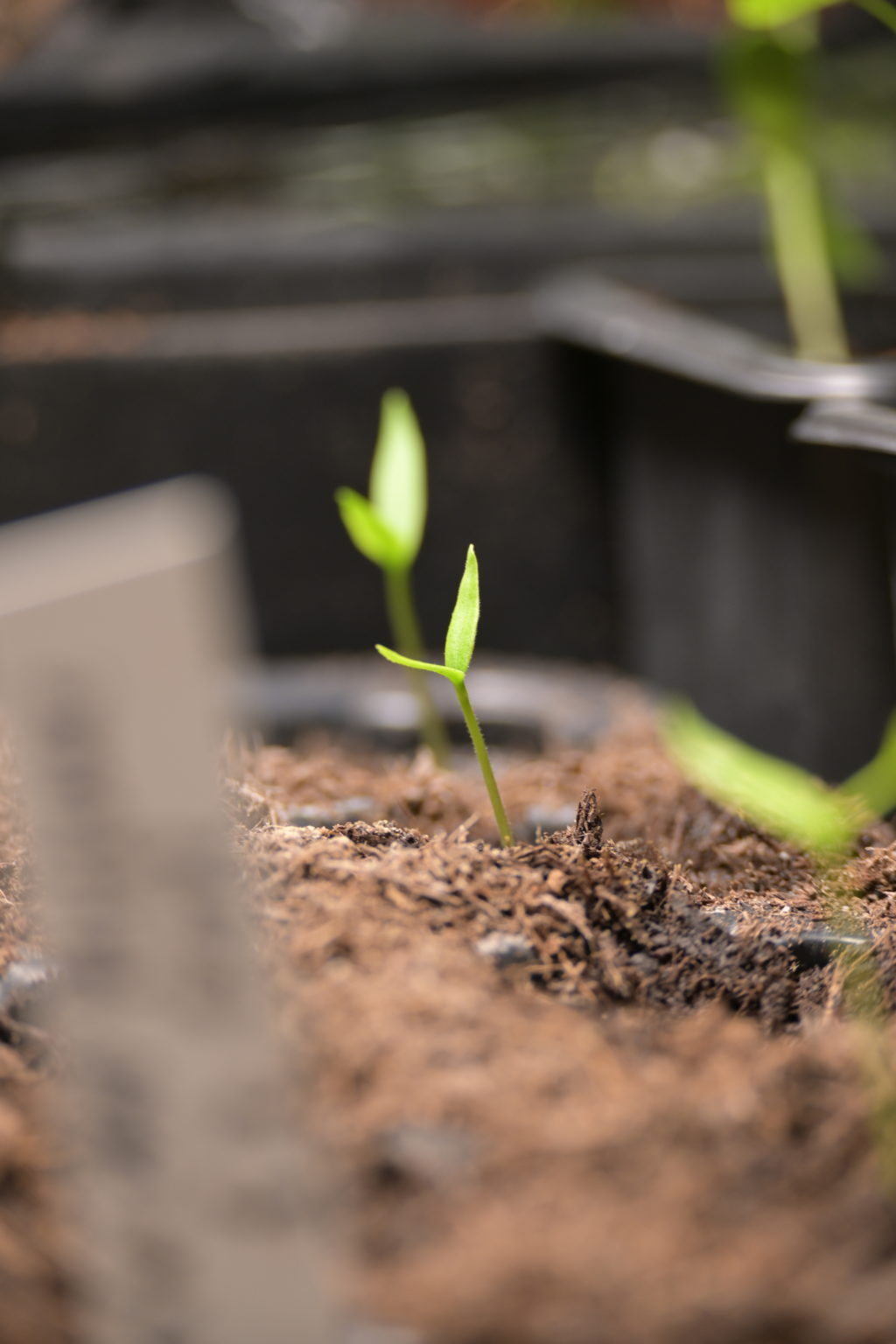 Chili anbauen 2021: 23 seltene Chilisorten im Test