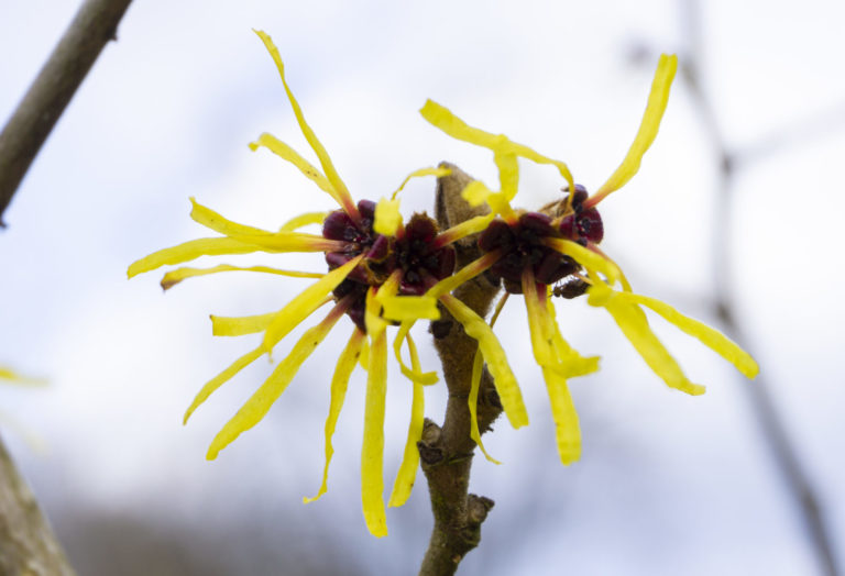 Zaubernuss – Hamamelis