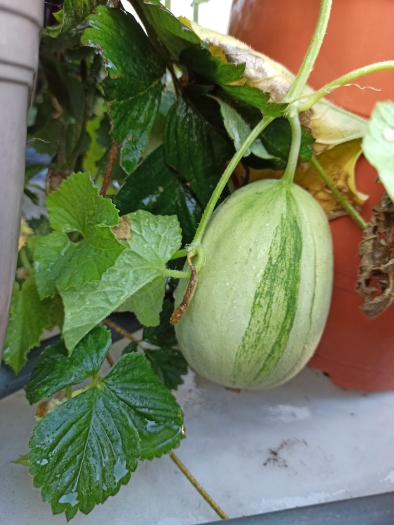 Mango-Melone von BLU