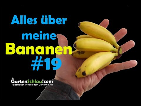Die besten Dünger-Tipps für Bananengewächse auf Gartenschlau.com 🌻