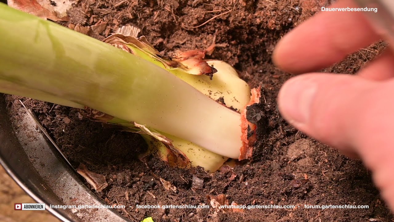 Unglaublicher Trick, um rote Brenner auf Amaryllisgewächsen zu retten 🌻