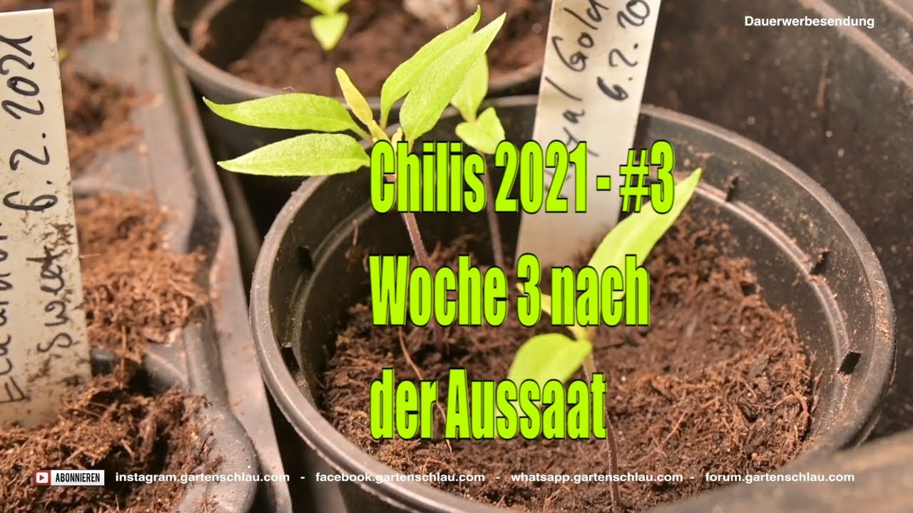 Drei Wochen alte Chilis – Chilis 2021 #3 // Gartenschlau.com