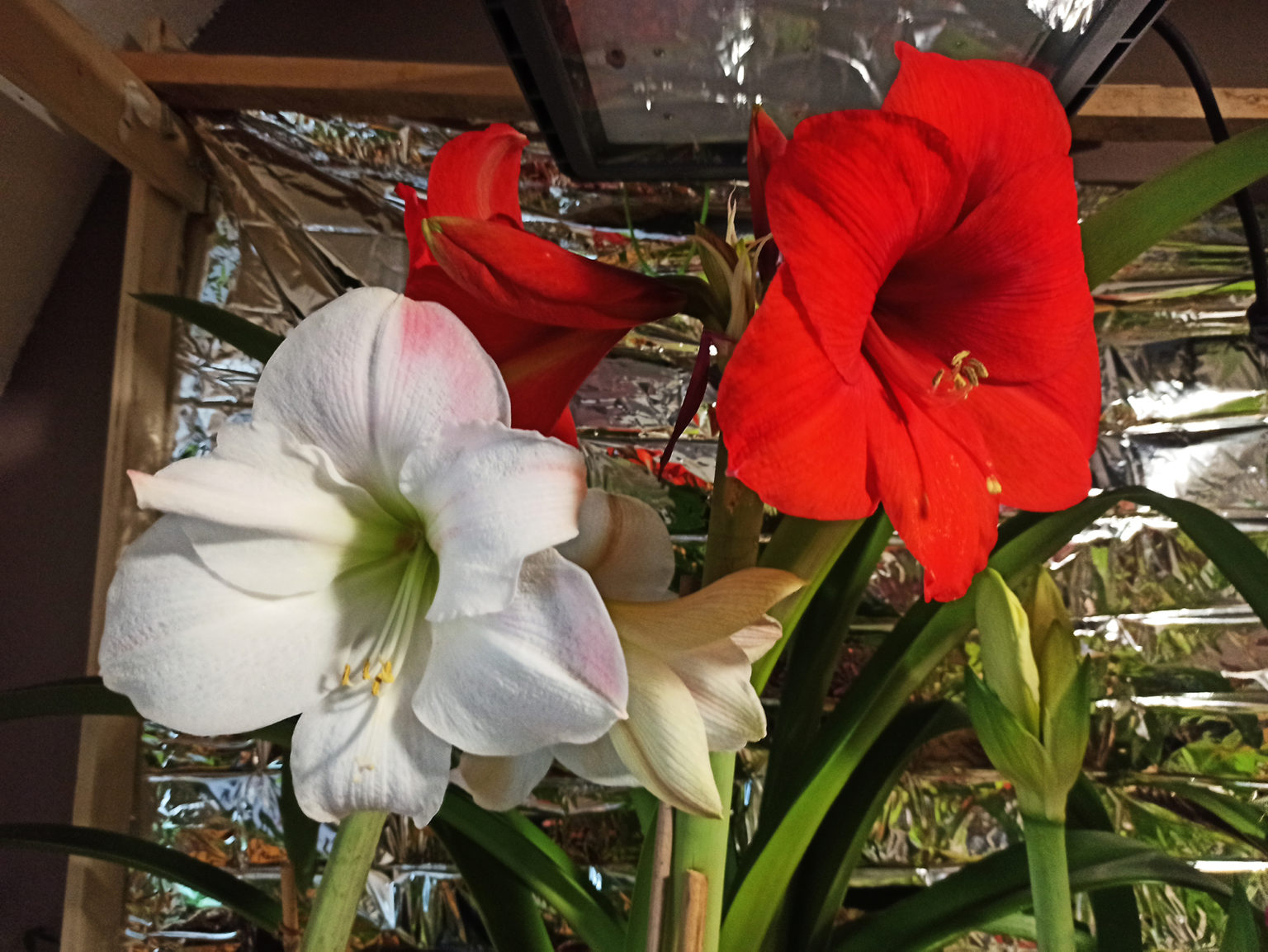 Amaryllis Samen kaufen - Seltene Zwiebelpflanzen züchten
